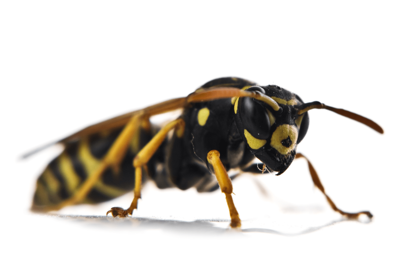 How to Identify Wasps